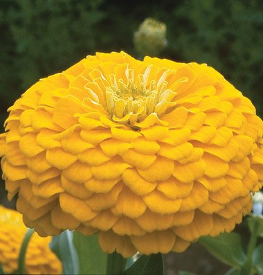 David's Garden Seeds Flower Zinnia Benary's Giant Golden Yellow D1364 (Yellow) 50 Open Pollinated Seeds David's Garden Seeds Flower Zinnia Benary's Giant Golden Yellow D1364 (Yellow) 50 Open Pollinated Seeds