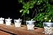 500 Shot Glasses Premium 1oz Clear Plastic Disposable Cups, Perfect Container for Jello Shots, Condiments, Tasting, Sauce, Dipping, Samples