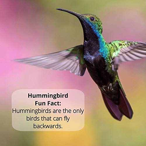 Sapphire Labs Naturally Fresh Hummingbird Nectar with Nectar Defender