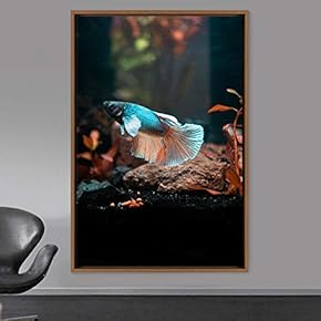 signwin Framed Canvas Wall Art Fish Bedroom Colorful...