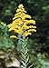 Tall Goldenrod (Solidago altissima), 380 Certified Pure Live Seed, True Native Seed