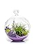 Air Plant Terrarium Kit | Purple Passion | Natural Accents Series | Complete Tillandsia Gift Set | 4” Glass Globe | Nautical Crush Trading TM (Live Air Plant)