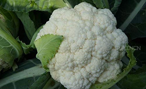 Portal Cool Choy Sum 200 Seeds: Heirloom Garden Vegetable Seeds Non-GMO Organic Asparagus Purple Carrots Leek - Thumbnail 2