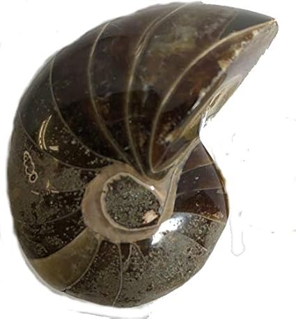 Amazon Co Jp 1点もの オーム貝化石 オーム貝 化石 化石標本 マダガスカル産 Nautiloid オウム貝 オウムガイ 現物販売 1429 ホーム キッチン