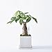 Sustee Aquameter, White, Small - Plant Soil Moisture Sensor - Best for Potted Plants - Refillable Style