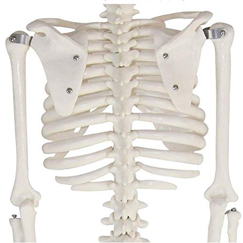 ZQDL 85CM Human Skeleton Model with Spine Nerve Medical Teaching Equipment PVC Environmental Protection Material
