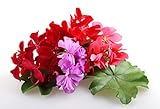 Homegrown Packet Geranium Seeds, Bulk Seeds, Mixed