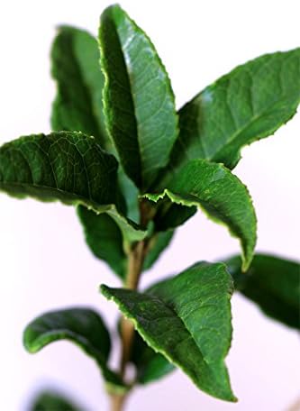 Amazon Co Jp ギンモクセイ 銀木犀 香りの盆栽ギフトプレゼントに キンモクセイ ホーム キッチン