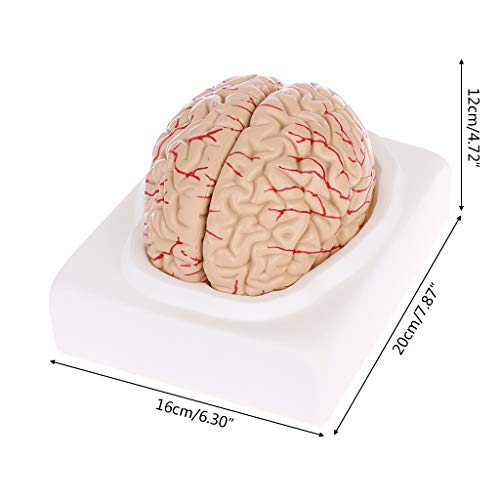 Abicial Disassembled Anatomical Human Brain Model Anatomy Medical Teaching Tool