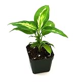 Dieffenbachia 'Camille'