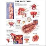 The Prostate Anatomical Chart