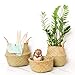 COCOBOO Natural Seagrass Belly Basket, Handmade, Soft Lightweight, Foldable, Storage Organizer Kitchen Bedroom Living Room Baby Nursery Room, Spacesaver (14 x 13 inches)