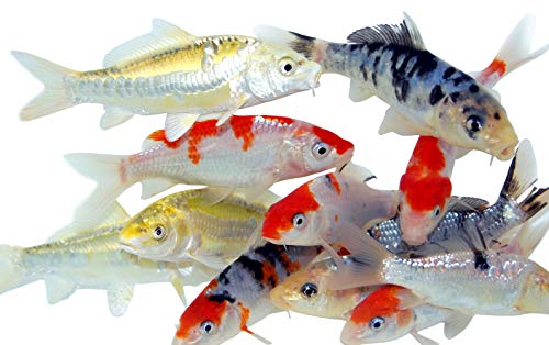 Toledo Goldfish Live Standard Koi for Ponds, Aquariums or Tanks – USA Born and Raised – Live Arrival Guarantee (5 to 6 inches, 20 Fish)