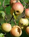 Notebook: Apple Orchard fruit tree apple pear fruit pomegranate pineapple plum citrus by Wild Pages Press