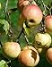Notebook: Apple Orchard fruit tree apple pear fruit pomegranate pineapple plum citrus by Wild Pages Press