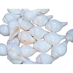 Original Blowing Shankh (VAMAVARTI BAJNEWALA) Conch