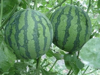 Amazon Co Jp メロン家庭菜園 50plantasのための盆栽floreslessスイカ植物植物品種新鮮なクールな夏の盆栽工場 パープル ホーム キッチン
