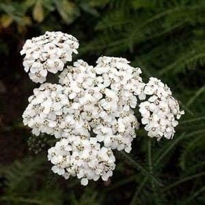 Amazon Co Jp ノコギリソウ白い花の種 セイヨウノコギリソウ 800個の 種子 ホーム キッチン