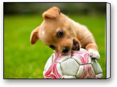 puppy with soccer ball
