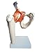 Anatomy Model of Human Hip Joint Bones Anatomical Joint Models for Teaching Life Size - with Moving Hip Ligaments
