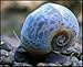 5 Rare Blue Ramshorn Snails. Great for Pond & Aquarium