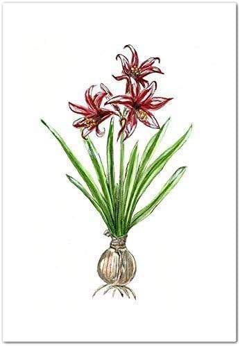 Amaryllis Botanical Watercolor Art Print, Unframed 8 x 10