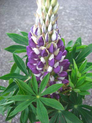 すべての美しい花の画像 最高リリアン 花