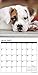 Just Boxer Puppies 2017 Wall Calendar (Dog Breed Calendars)