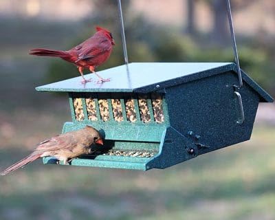Amazon Com Bnd 301036 Heritage Farms Bird S Choice Squirrel