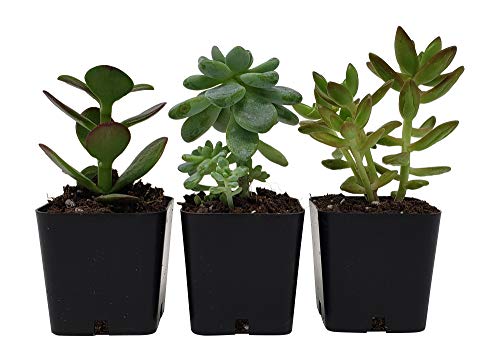 4 Succulent+Plants+Pack+Succulents+Decoration