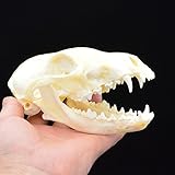 fox Skull Taxidermy supplies art bone vet medicine 1:1