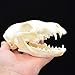 fox Skull Taxidermy supplies art bone vet medicine 1:1