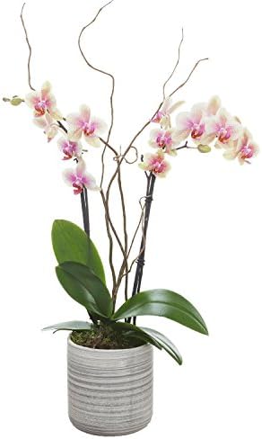 Living Phalaenopsis in Light Grey Ceramic pot - Petite Mango Blooms