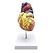 XINDAM 1: 1 Human Heart Model, Anatomically Accurate Heart Model Life Size Human Skeleton Anatomy for Science Classroom Study Display Teaching Medical Model