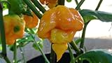 Trinidad Yellow 7 Pot Hot Pepper 10+ Seeds 