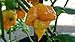 Trinidad Yellow 7 Pot Hot Pepper 10+ Seeds "Rare"