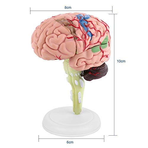 Brain Model - Anatomical Medical Model Disassembled Anatomical Human Brain Model Medical Teaching Tool Toy