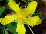 1 oz. ST. JOHN'S WORT~HeRb~Prophetic Dreams, Banishes Negativity & Protection