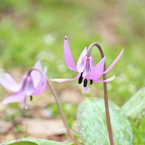 Amazon 紫桜館山の花屋 山野草 日本カタクリ 素掘り苗5球 21年開花終了球根 6月4日お届け予定 花