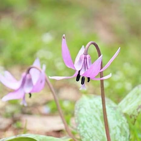 Amazon 紫桜館山の花屋 山野草 カタクリ 9cmポット仮植え苗 花 Amazon 紫桜館山の花屋 山野草 カタクリ 9cmポット仮植え苗 花