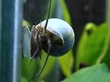 Aquatic Arts Deluxe Mystery Snail Combo Pack (Pomacea bridgesii - Live Young Adult Snails! 1/2 to 2+ inches) - 1 Gold, 1 Blue, 1 Black, 1 Albino, 1 Ivory Mystery Snail (Algae-Eaters)