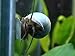 1 Blue Mystery Snail (Pomacea bridgesii) (young adult 1/2 to 2+ inch) - Algae Eating Live Snail by Aquatic Arts