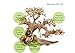 Bonsai Driftwood Aquarium Tree AS random pick (6in H x 8in L) Natural, Handcrafted Fish Tank Decoration | Helps Balance Water pH Levels, Stabilizes Environments | Easy to Installthumb 3