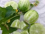 Pickling Cucumber Richmond Apple Green DAF254e (Green) 25 Organic Heirloom Seeds by David's Garden Seeds