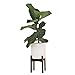 Adjustable Mid Century Plant Stand | Available in 3 Sizes, 2 Colors | Stylish & Versatile Modern Plant Stand for Indoor & Outdoor Use | Fits Pots Up to 12″ | Planter Stand Only (High, Walnut)thumb 4