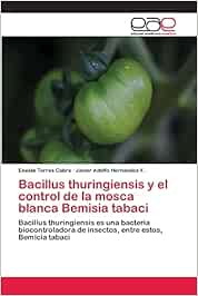 Bacillus thuringiensis y el control de la mosca blanca Bemisia tabaci: Bacillus thuringiensis es una bacteria biocontroladora de insectos, entre estos, Bemicia tabaci