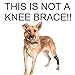 IN HAND Leg Brace for Dogs, Pair of Dog Canine Rear Leg Hock Joint Wraps Protects Wounds As They Heal Compression Brace Heals, Prevents Injuries and Sprains, Dog Rear Leg Hock