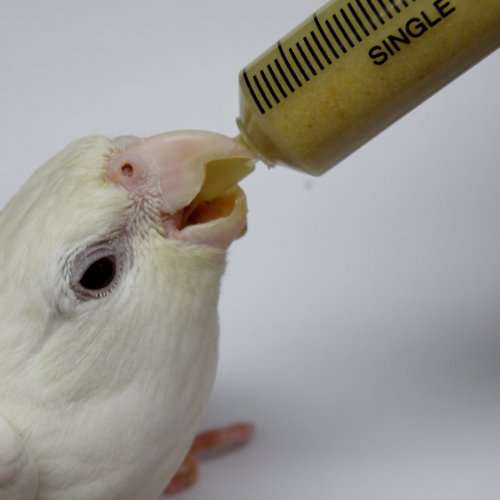 Hand Feeding Syringe for Birds 10cc. For training the birds to tame Buy Online in UAE. Pet