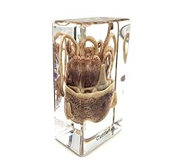 Squid Cuttlefish Specimen in Acrylic Block