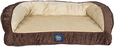 craigslist kittens near me